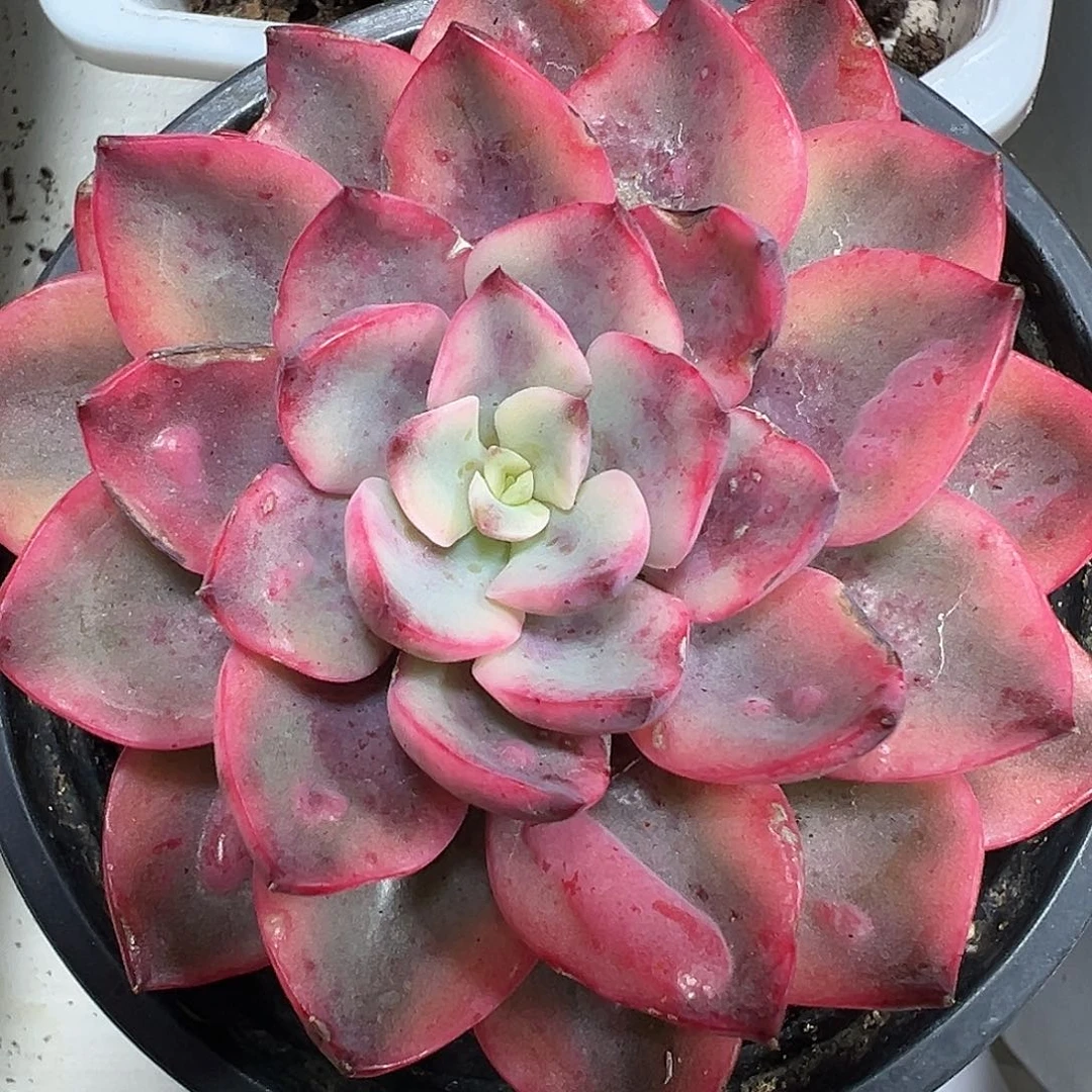 雨滴锦多肉植物锦