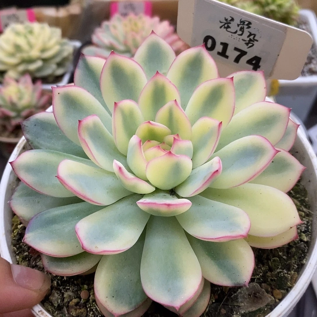 174福利雨燕座哈哈哈哈