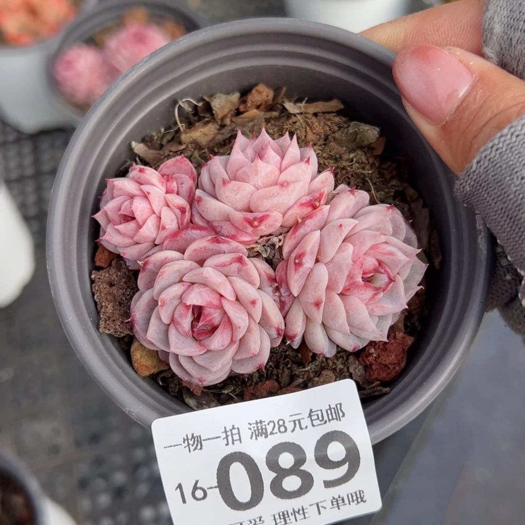 天鹅绒不包整多肉多肉多肉