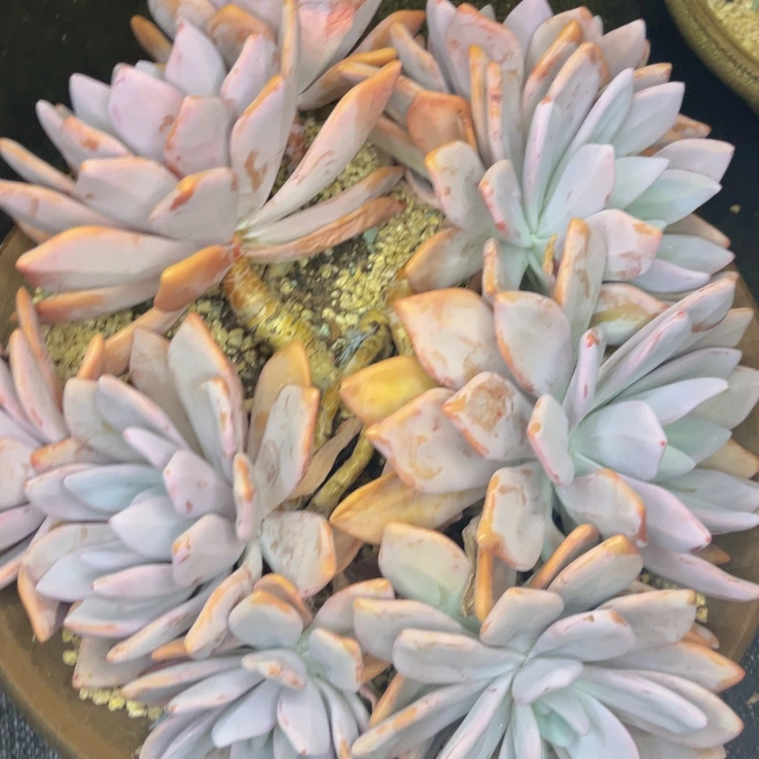 观***潮友家多肉一物一拍