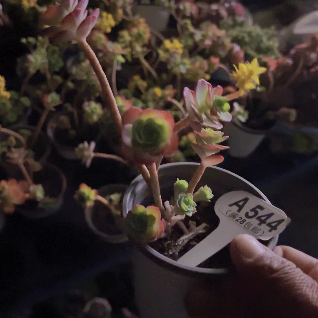 仙*啾A544博化妆一物一拍