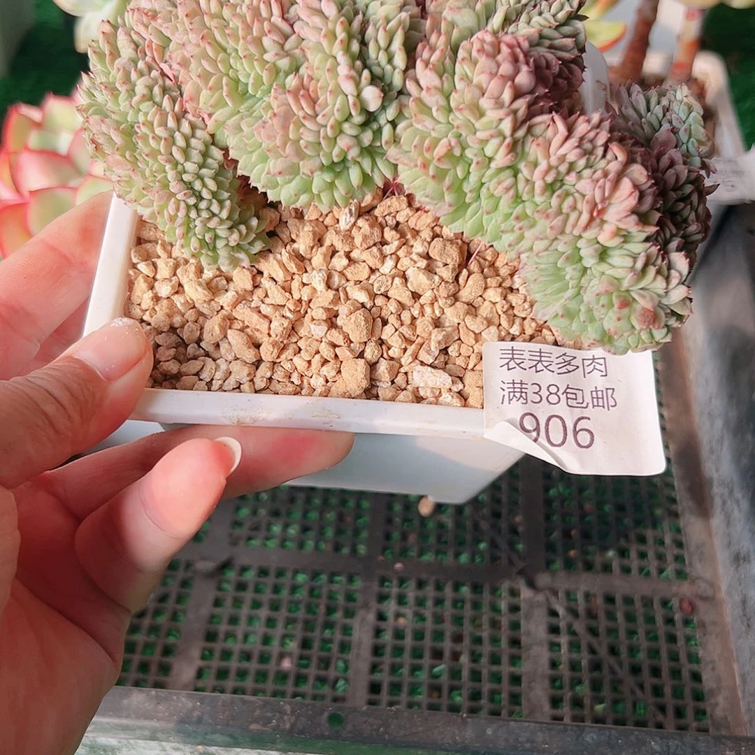 多肉一物一拍植物906
