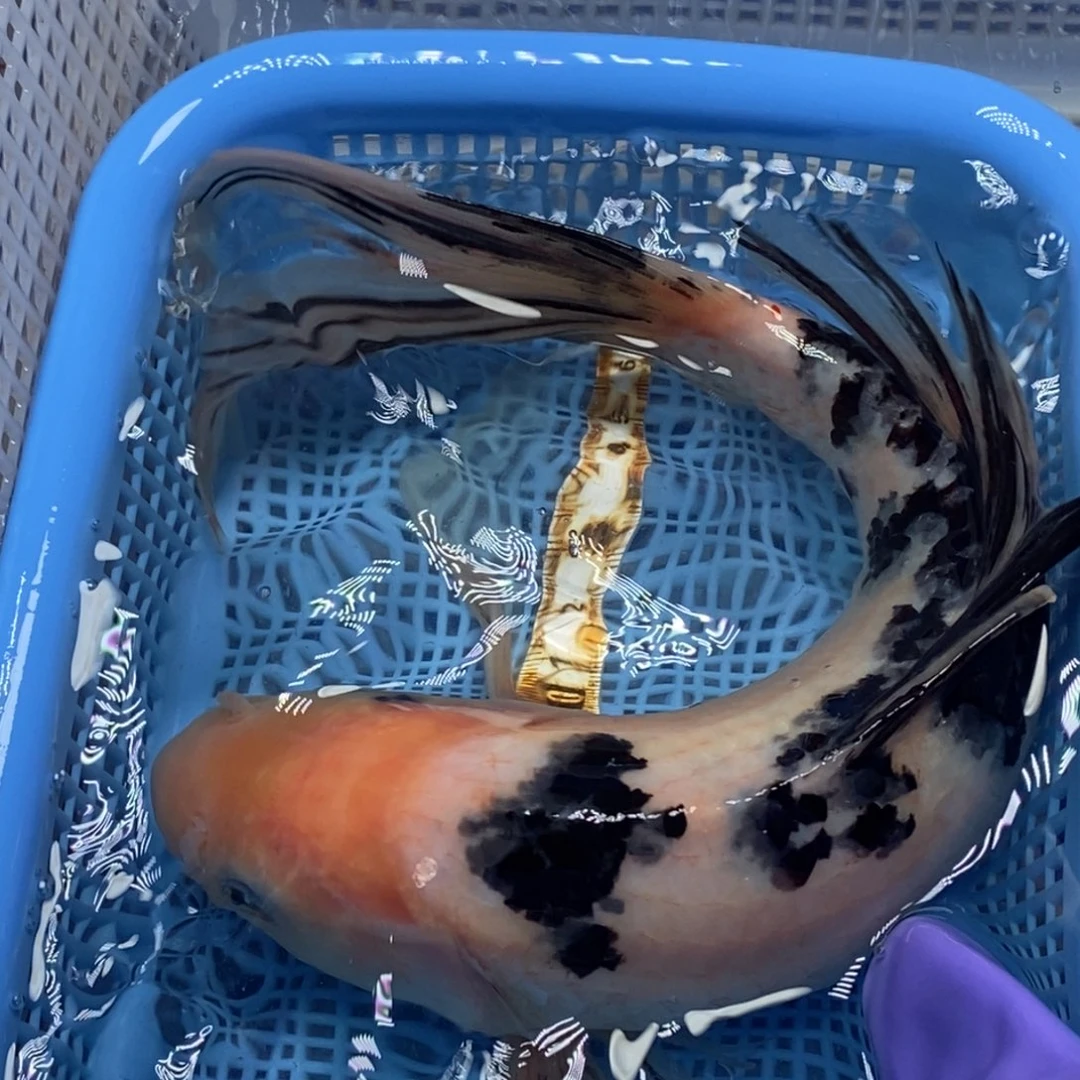 锦鲤冷水锦鲤包邮