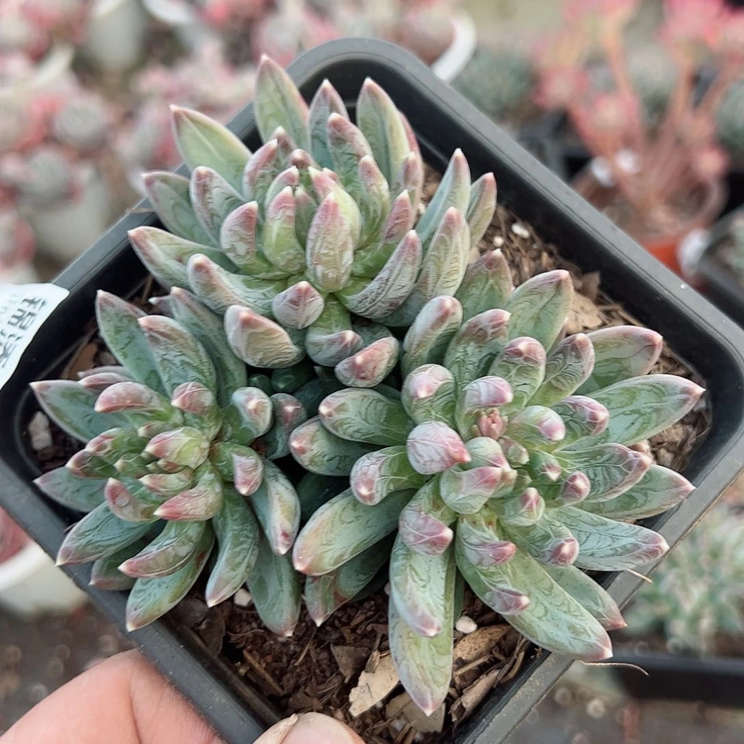 炫彩星三头起整桩