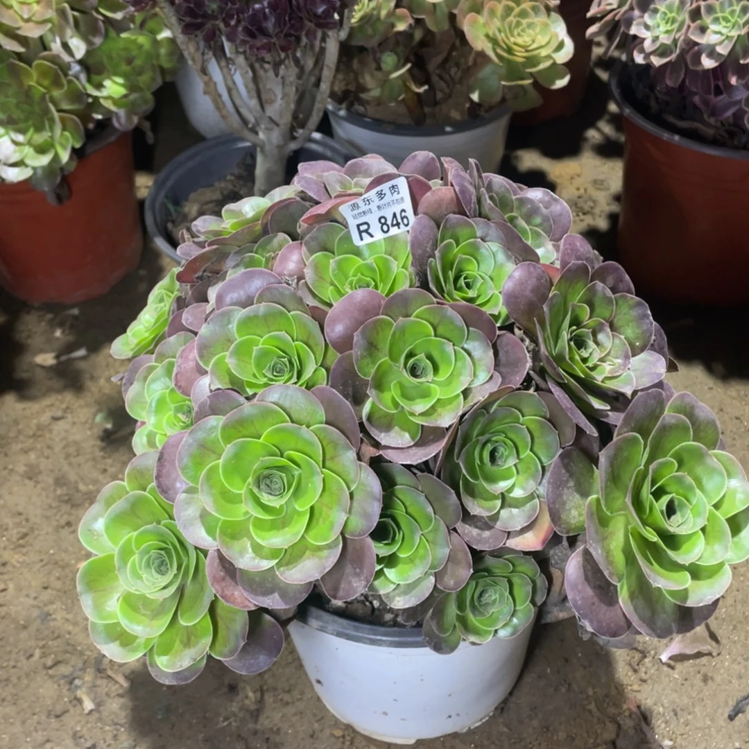 846魅金玫瑰多肉法师断枝不包