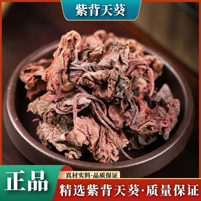 紫背天葵100g-500g正品红天葵子红水葵散血子新鲜干货包邮叶菜