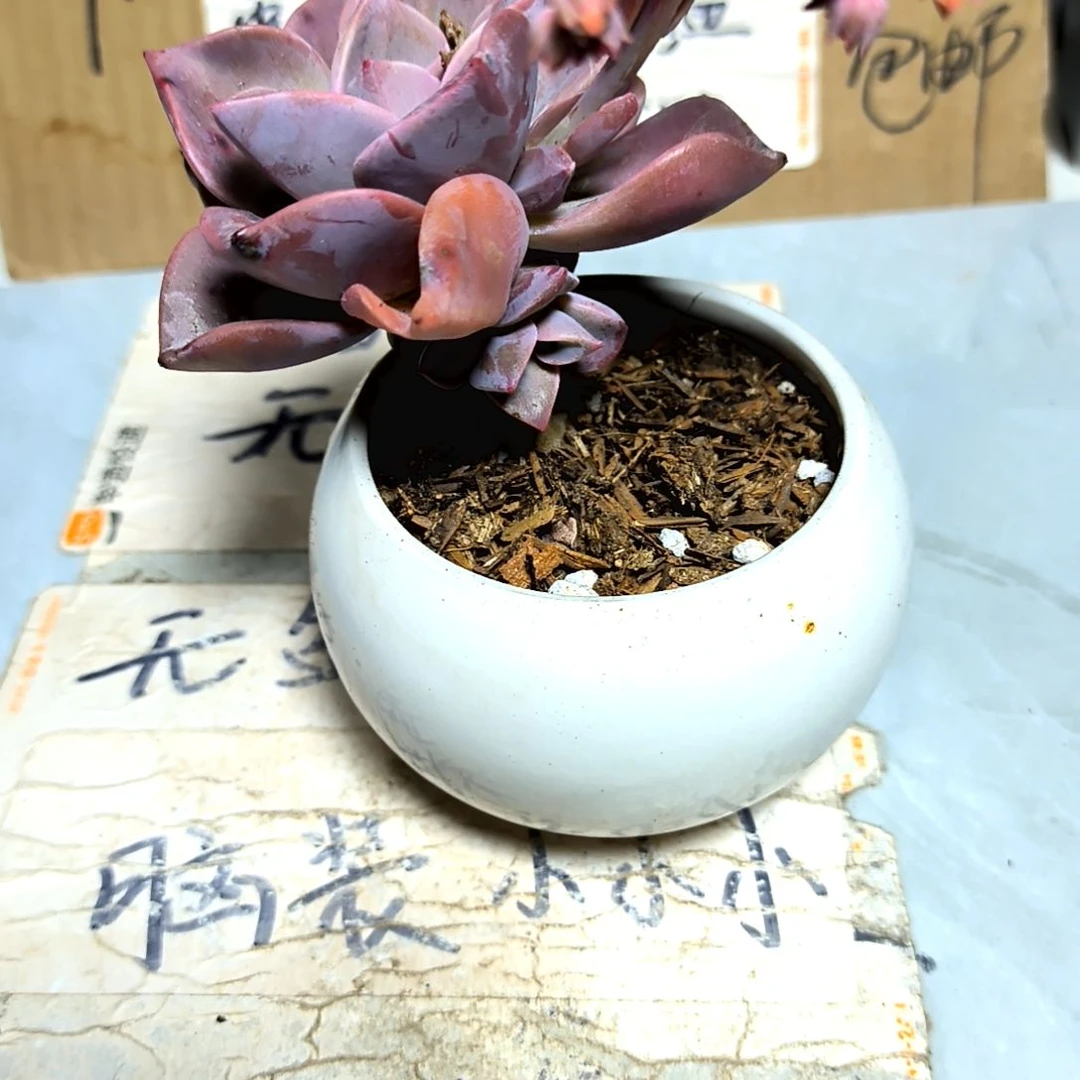 满9元包邮，大颗初恋老庄