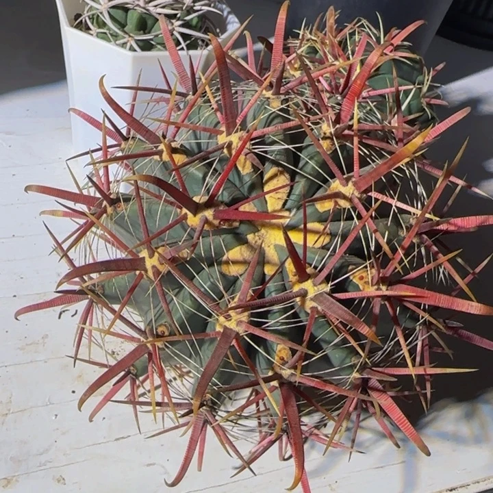 宽刺日系神仙玉大福利