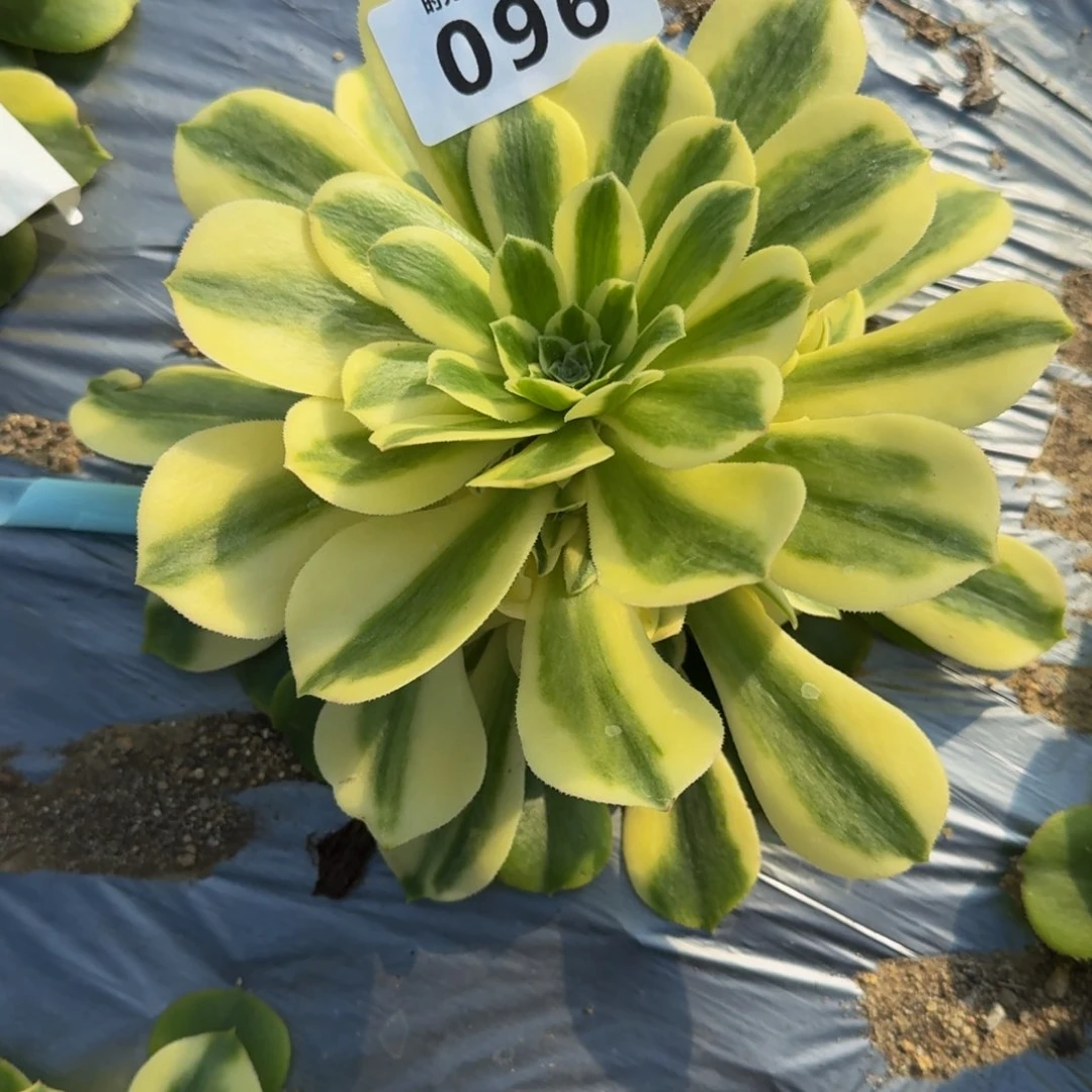 娜****?096辛尼亚。多肉植物