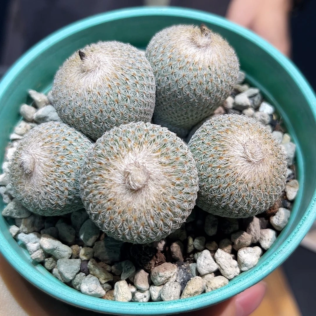 1号5头实生匀称月世界
