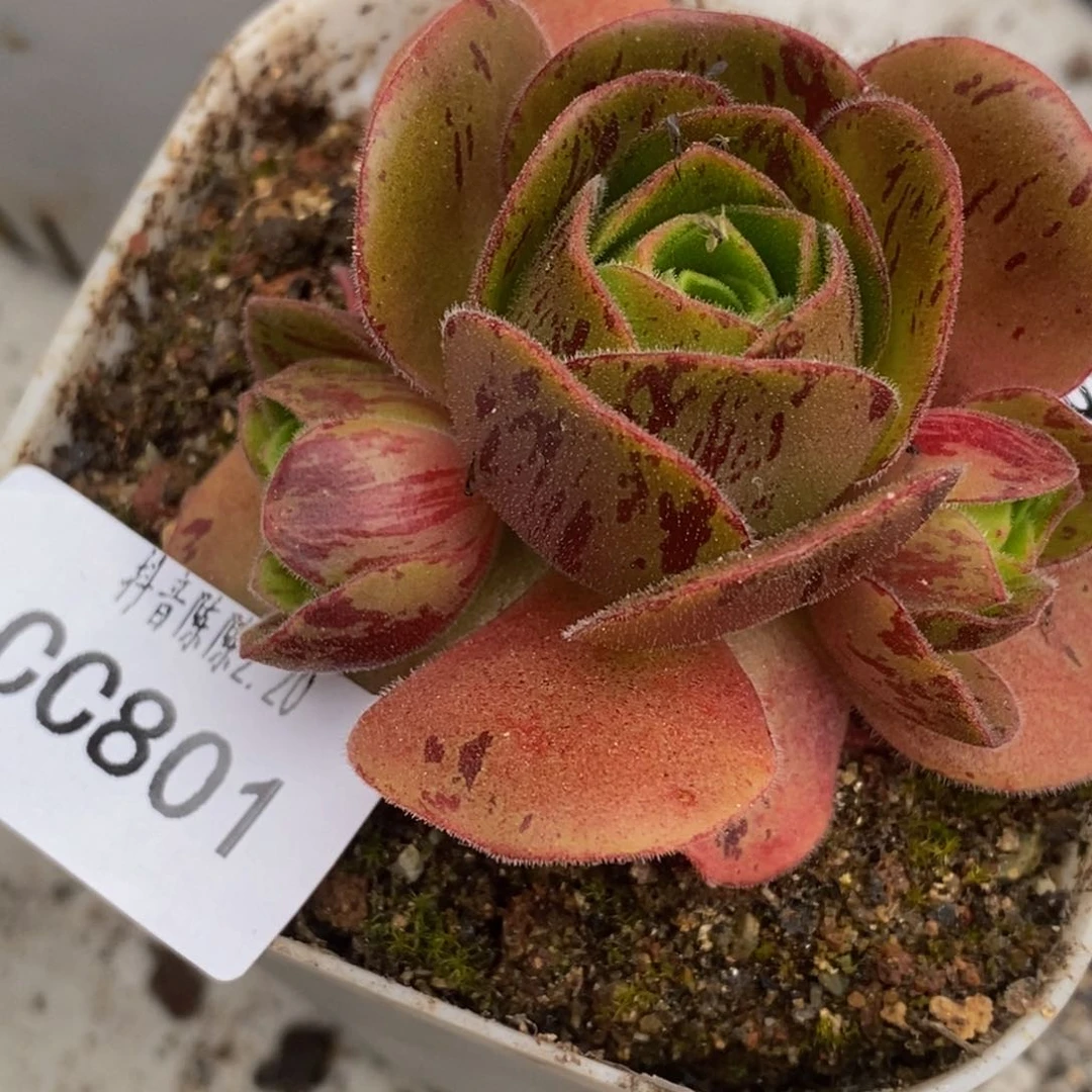 w*陈陈801开播福利疑似东方大G贵货