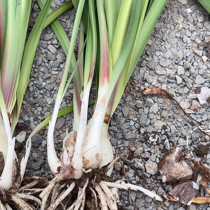 无花朵双梦6左右带侧福利