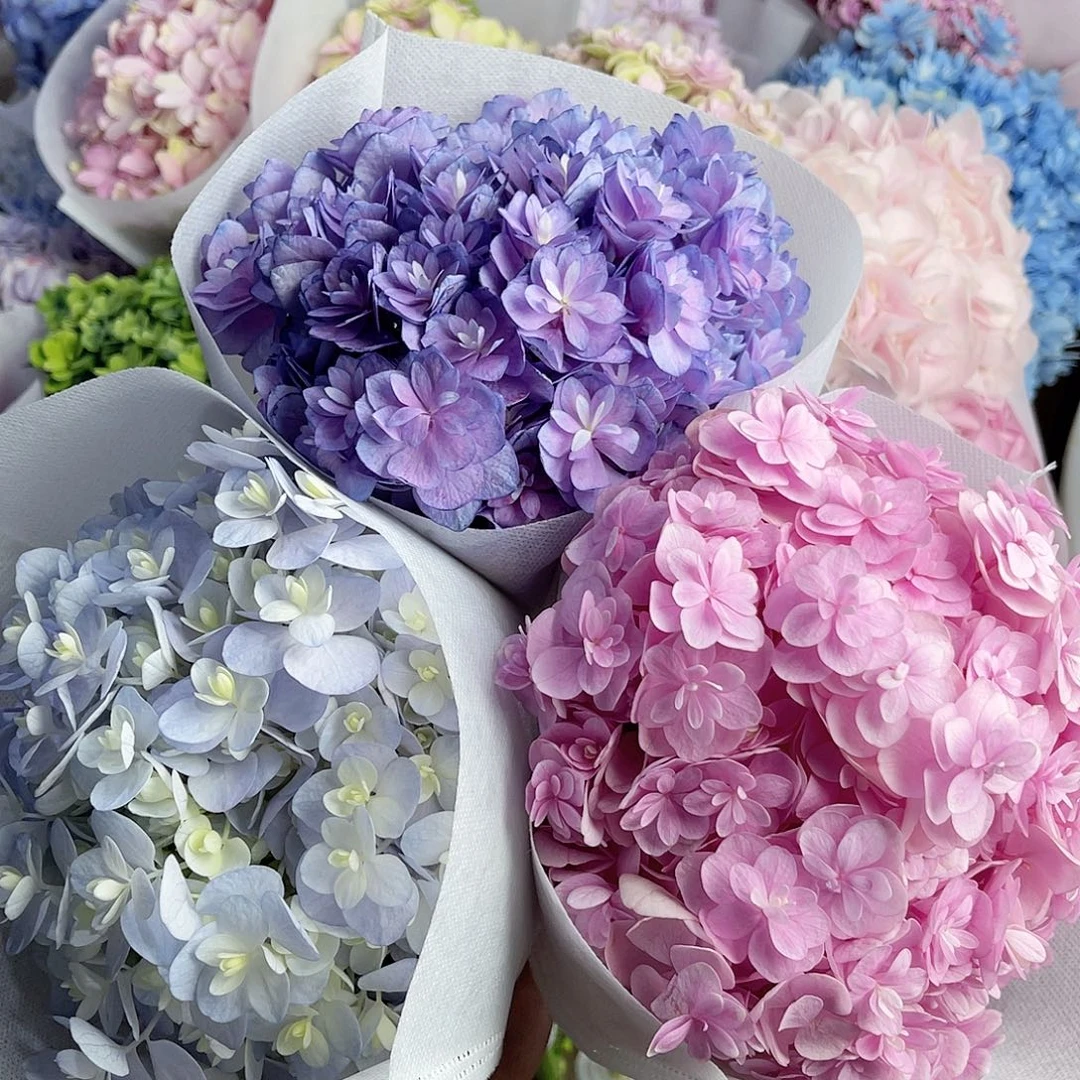 L***。完全开放稀有绣球花44三枝