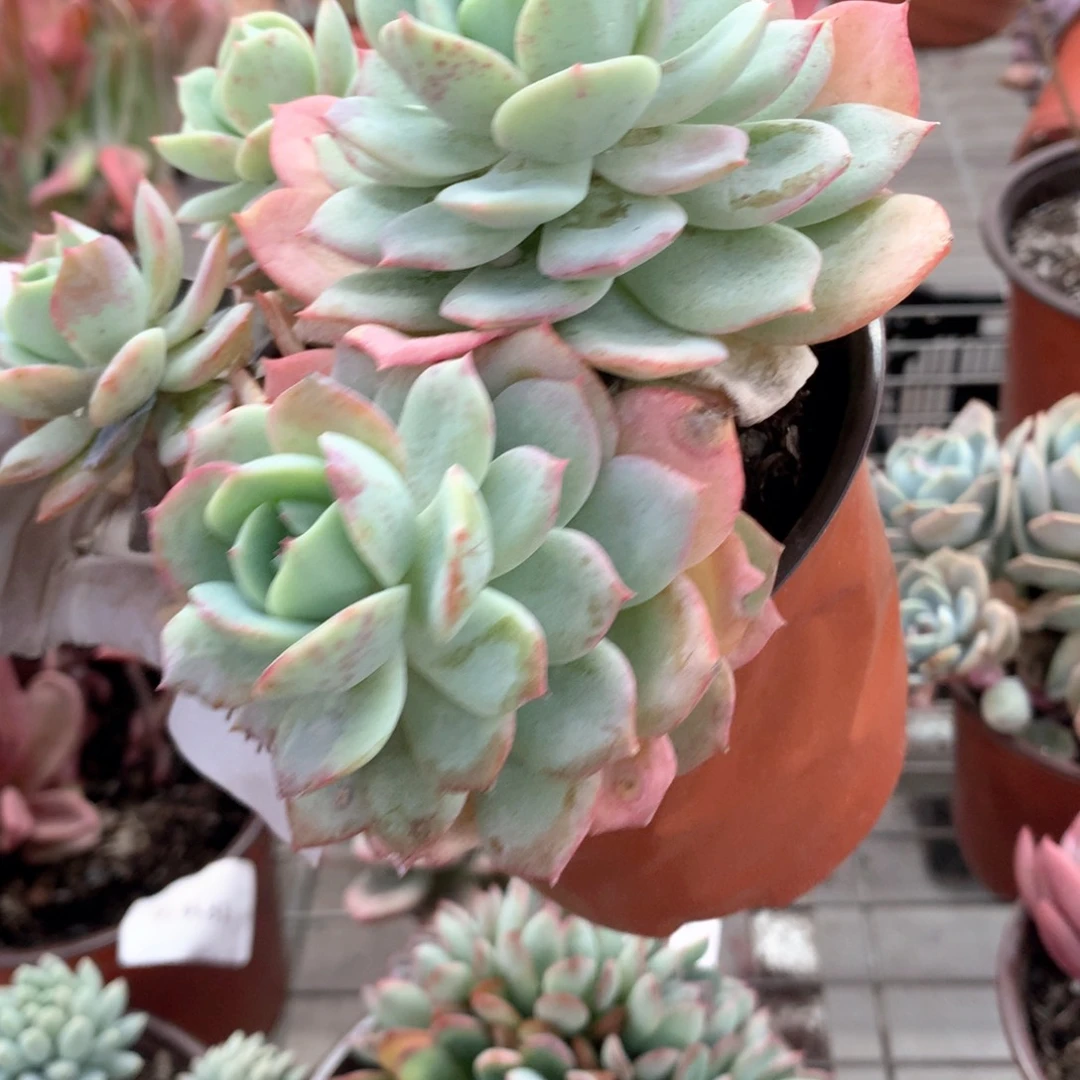 心**阳恋曲多头植物群生