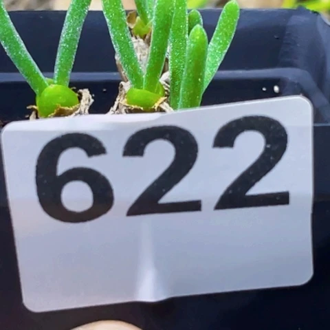 622碧光环一物一图如图