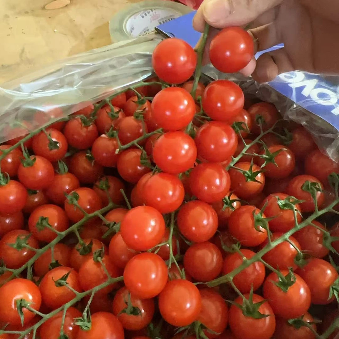 【顺丰包邮】串串小番茄  皮薄多汁到手1公斤 乌市发货
