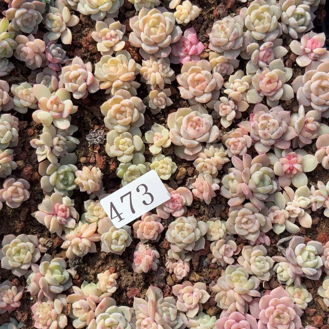 多肉植物多肉植物473