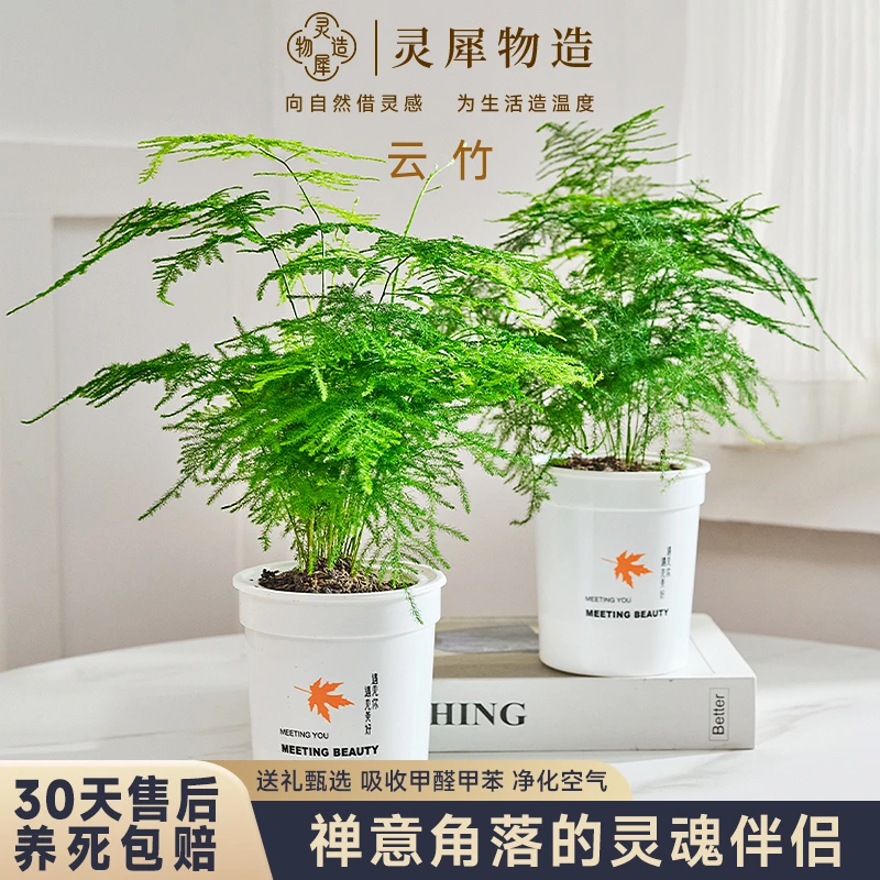 【买一送一】云竹桌面绿植物小盆栽四季常青观叶好养易活净化空气