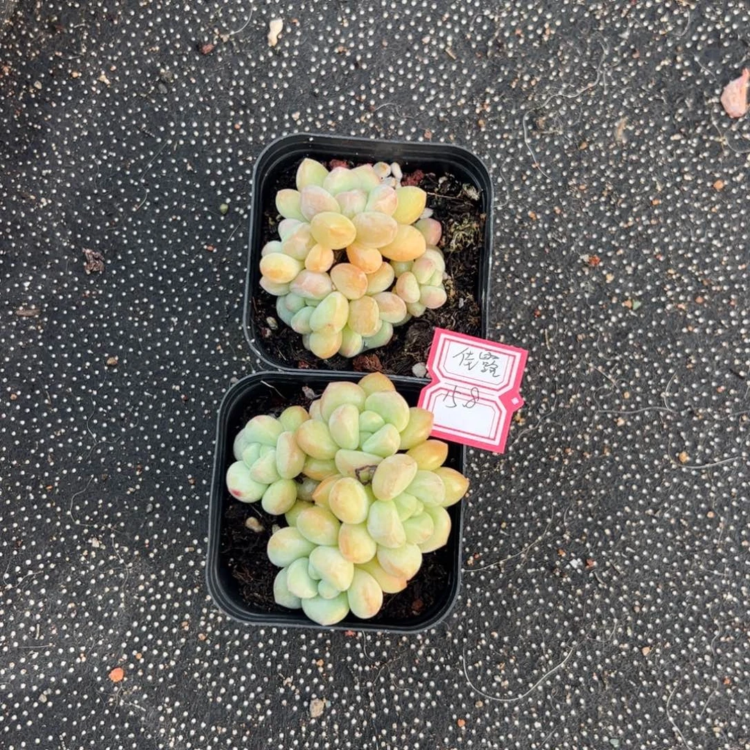 多肉植物多肉植物