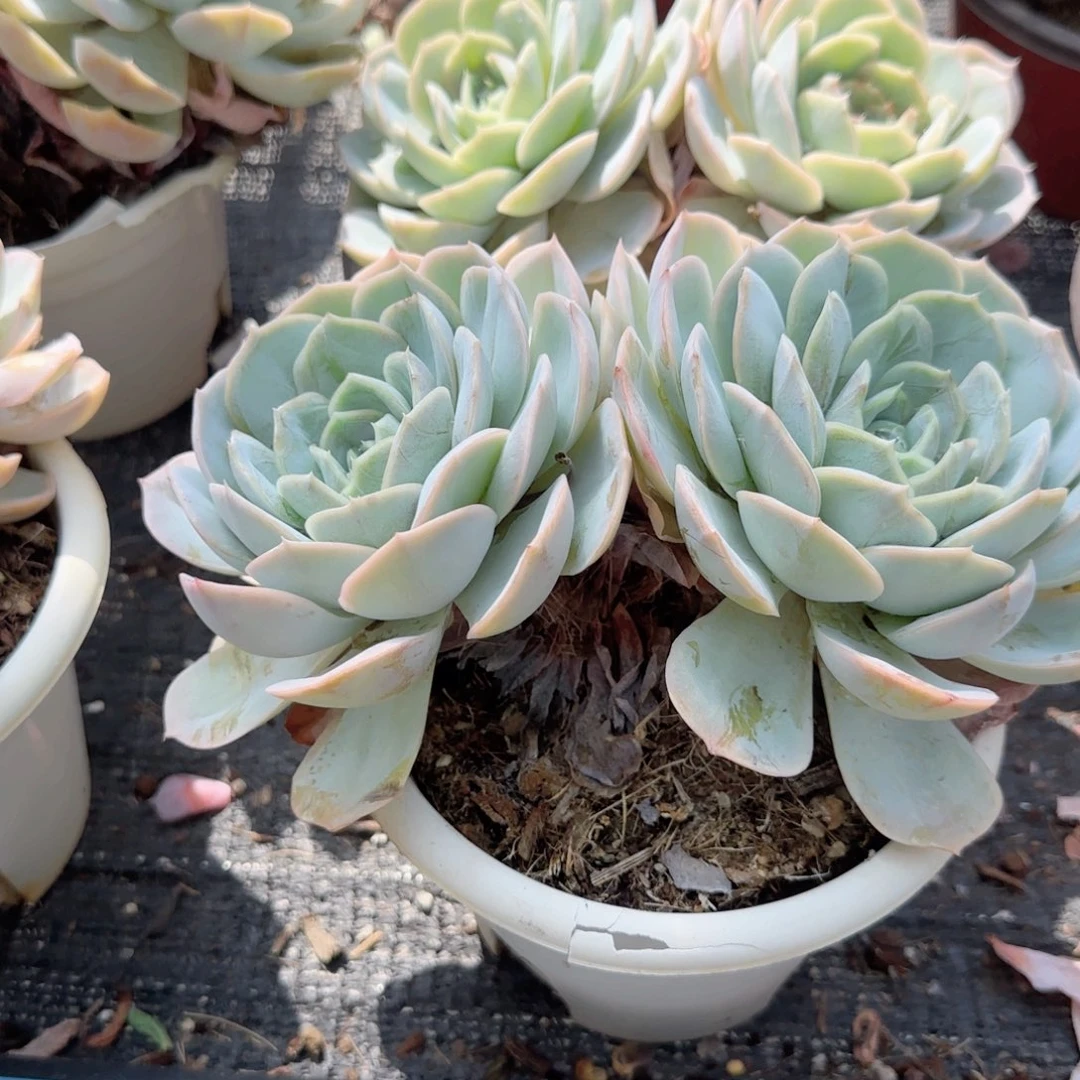 无花朵蓝色惊喜大双头