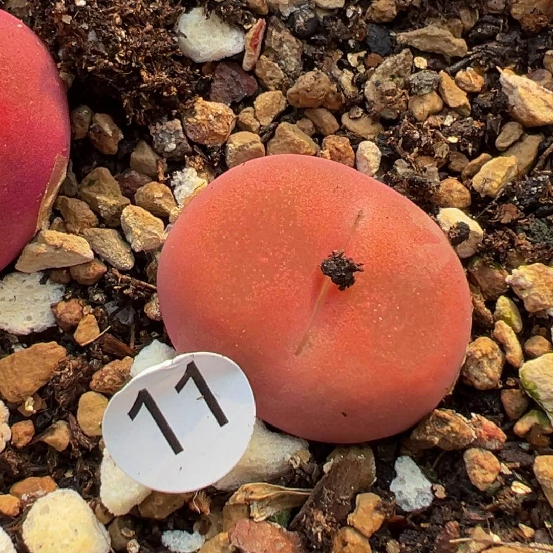 多肉植物11111111111111