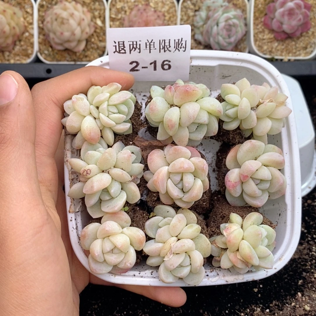 2-16 新疆西藏内蒙不发其他12.8两到三公分多肉