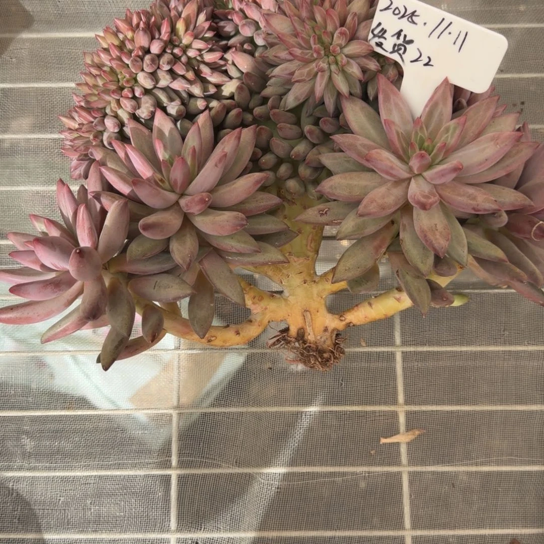 彤***彤以前的990鱼缀换今天的22号鱼缀