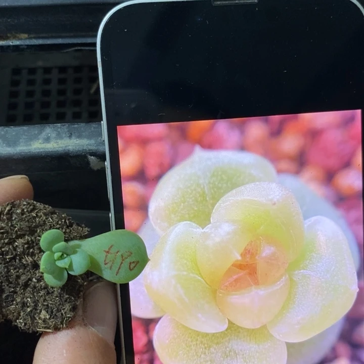 穴盘甜心190芽苗一个