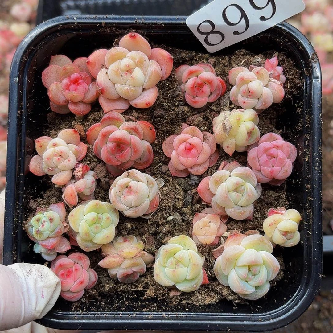 多肉植物多肉植物899