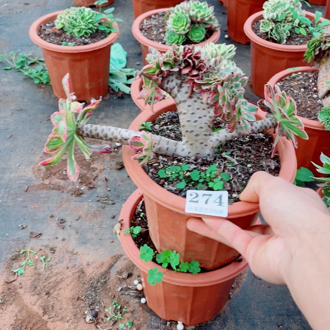 274号v锦缀化多肉植物法师