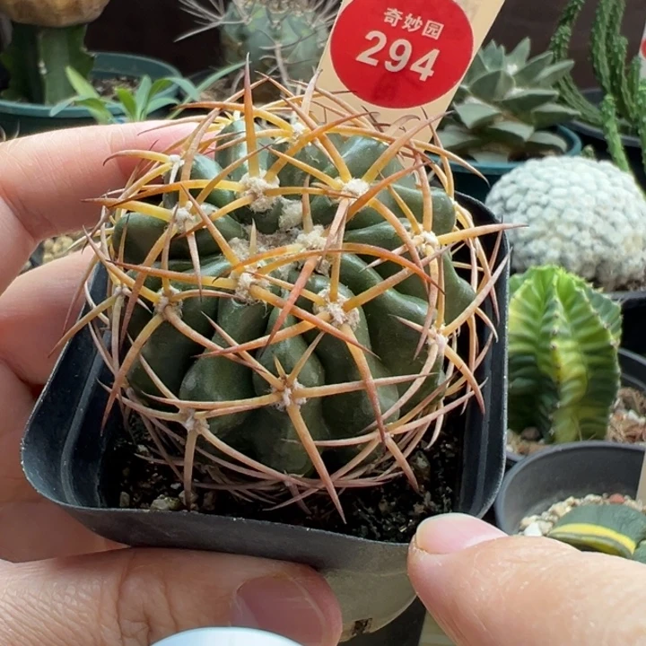 狂刺印加圆盘玉杂交一棵仙人球