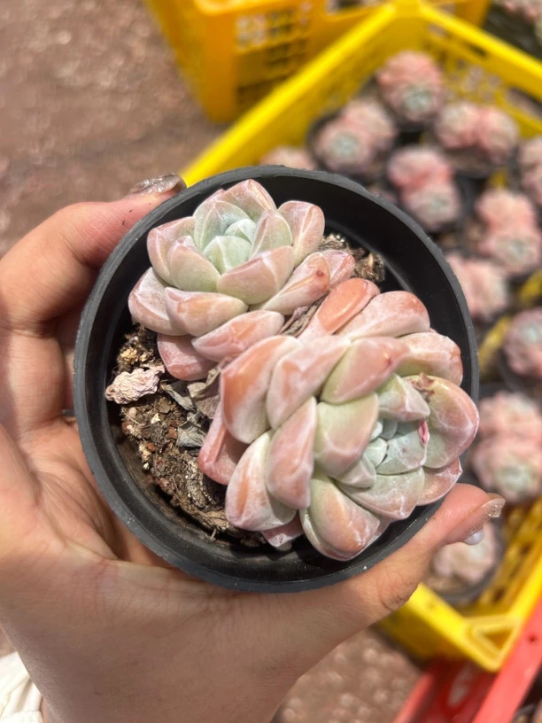 多肉 双头冰玉 6-7厘米 土球 凑单不包邮