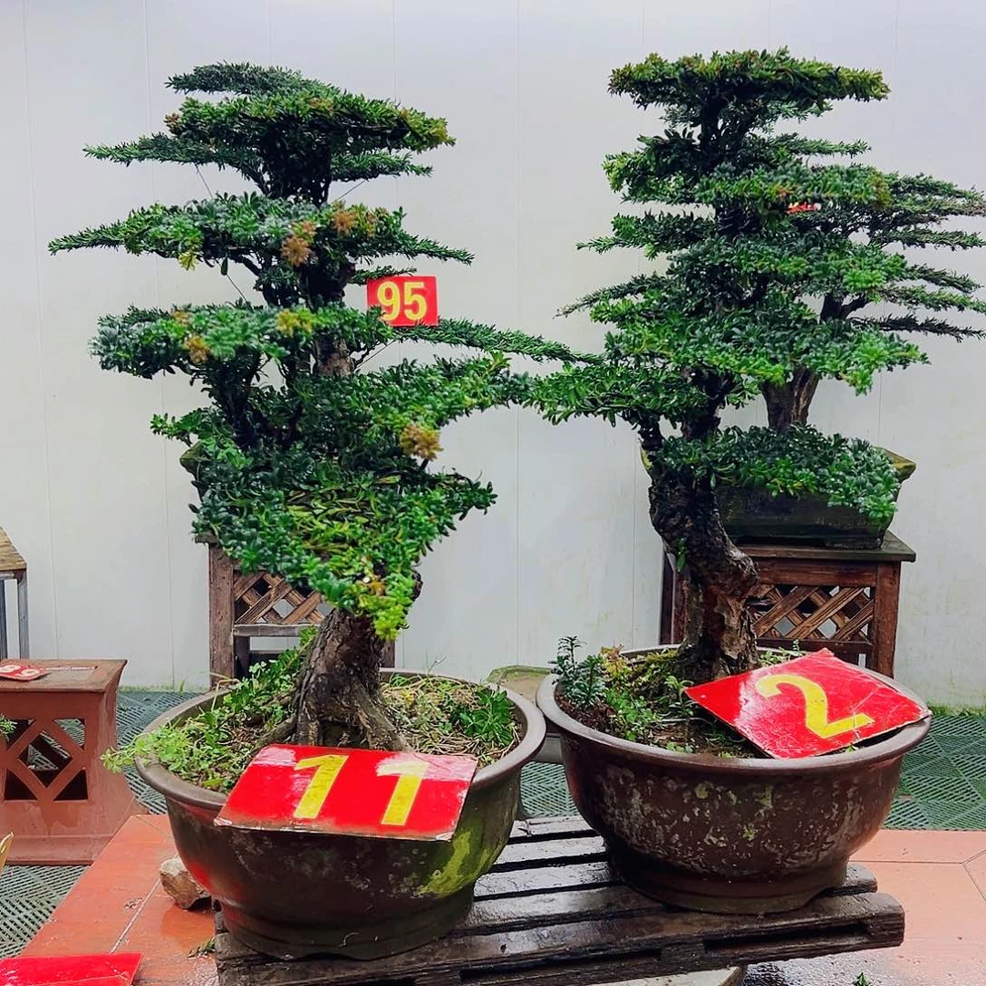 不开花植物罗汉松