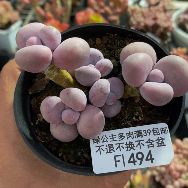 芭比奶洛8cm494多肉植物