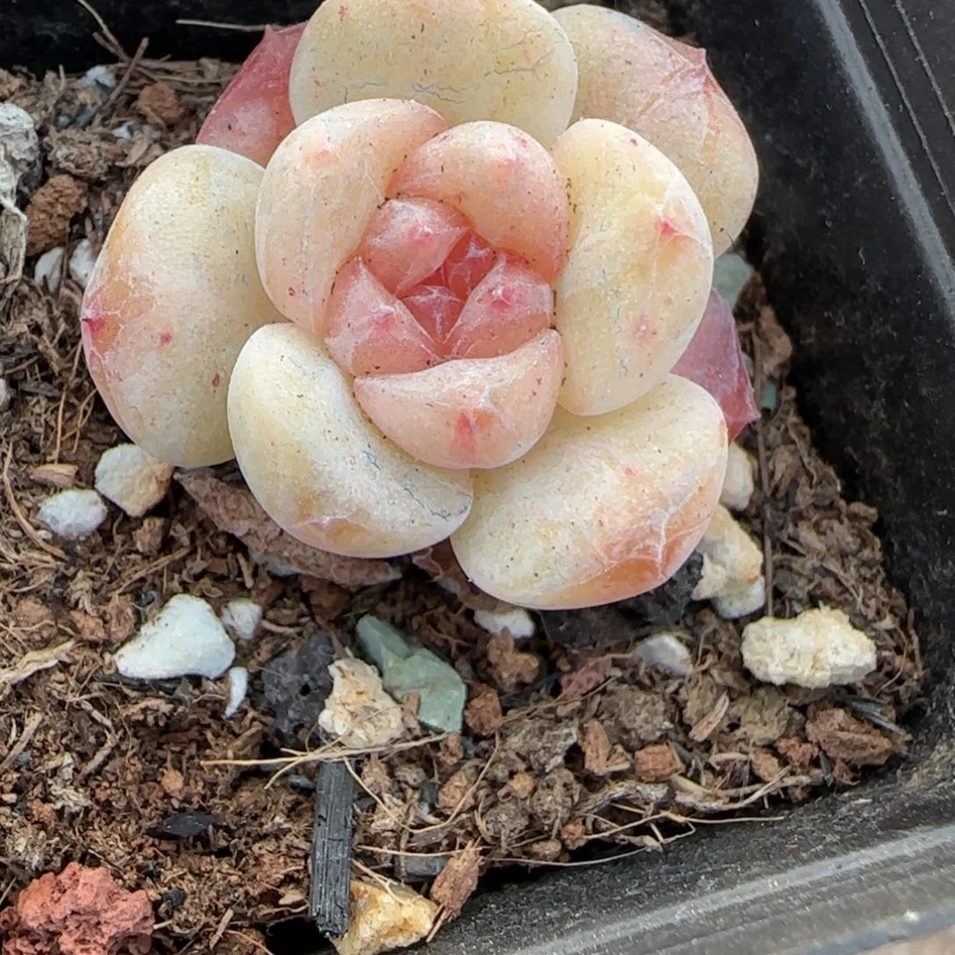 小卡拉米糖心一物一拍