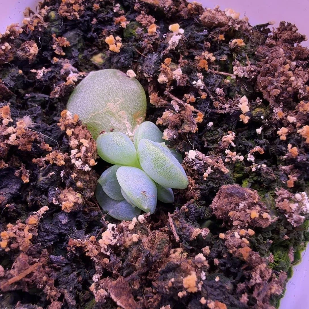 玉镜叶插苗一物一拍