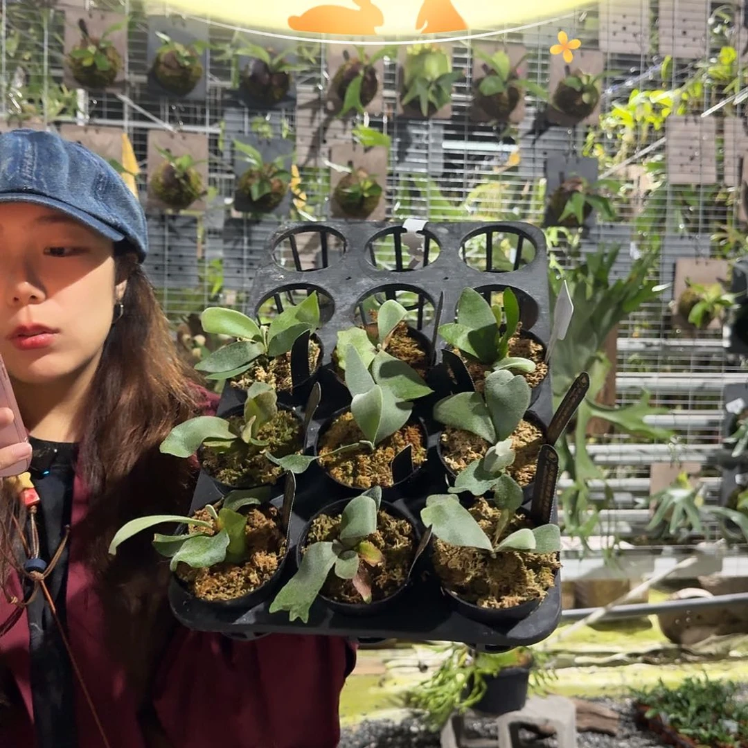 不开花植物白天鹅爪哇孢子苗（杯苗）随机发货