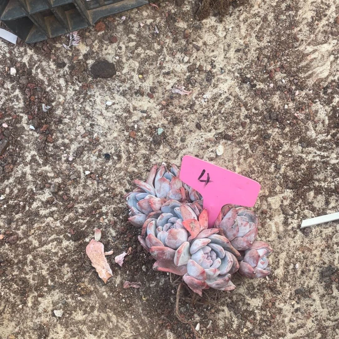 俅***球星影群星影群4号星影