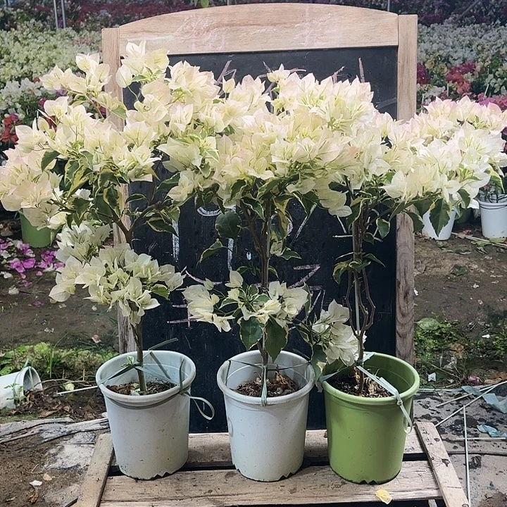 完全开放三角梅白马斯