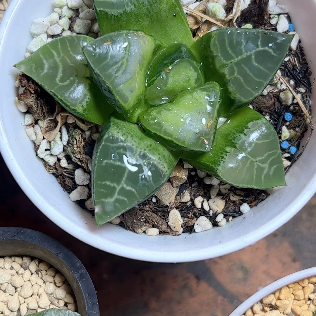 临***界流纹云窗克十二卷多肉植物
