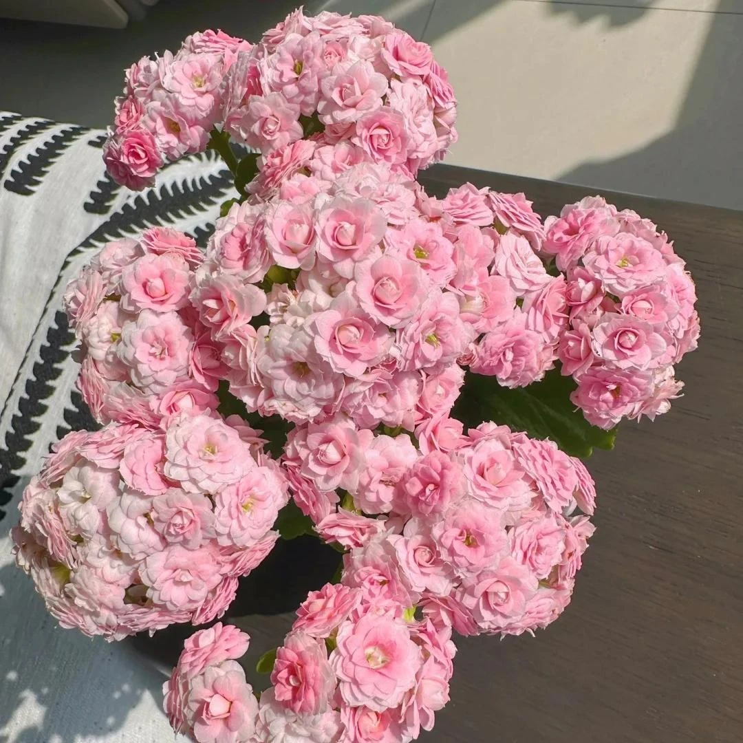 长寿花【琦桃】好养 易活 爆花庭院阳台易养护