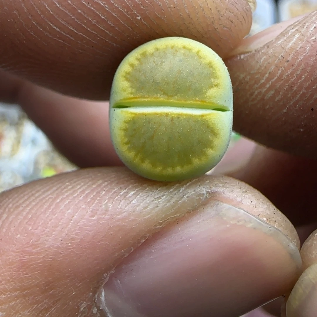 502 生石花大棚直播