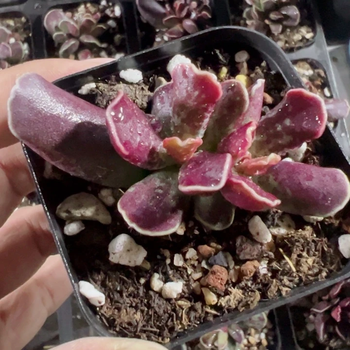 紫库伯精品多肉植物
