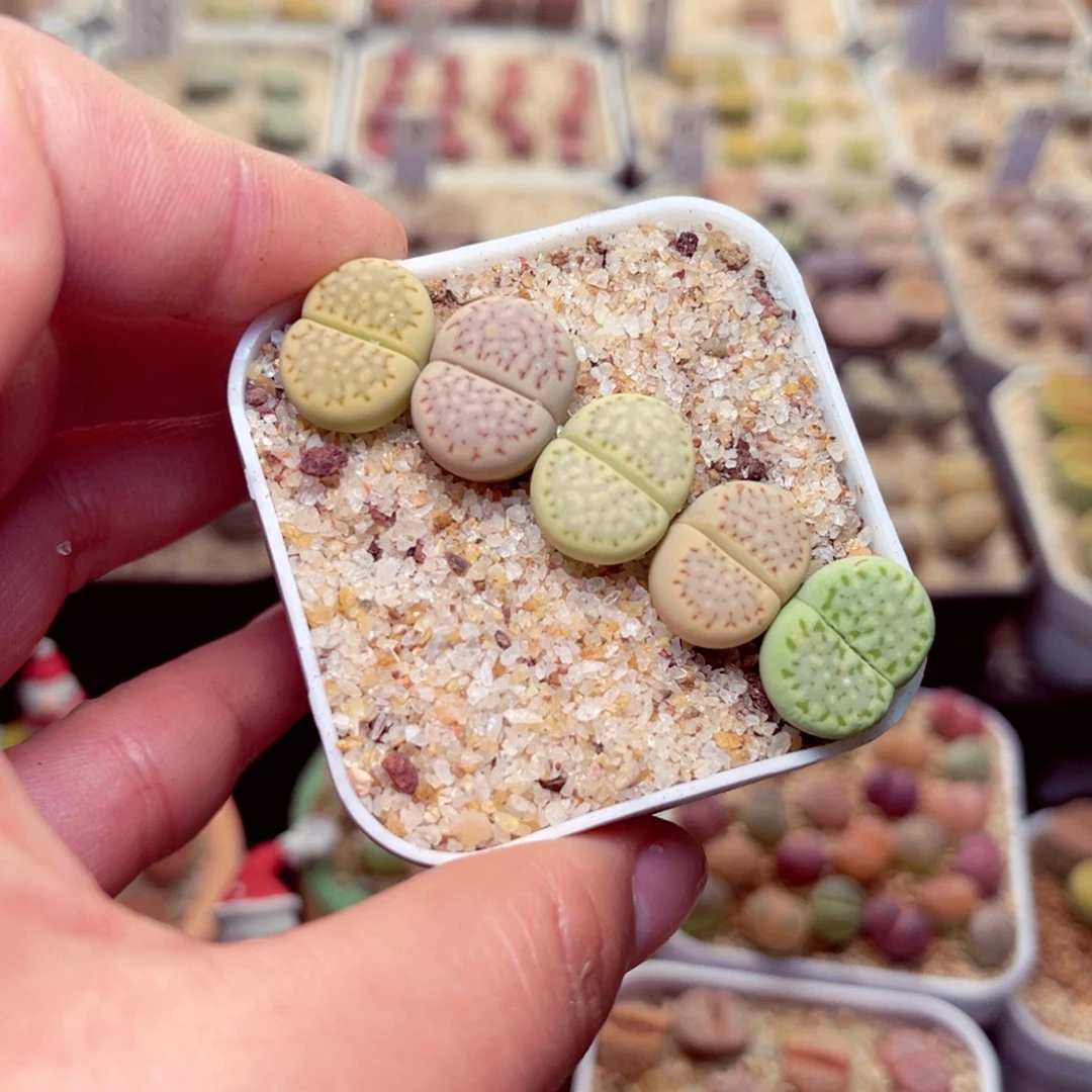 487号带盆包邮发货