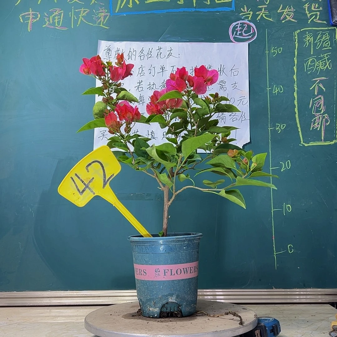 当前无花栽培后可以开花  甜西瓜  42