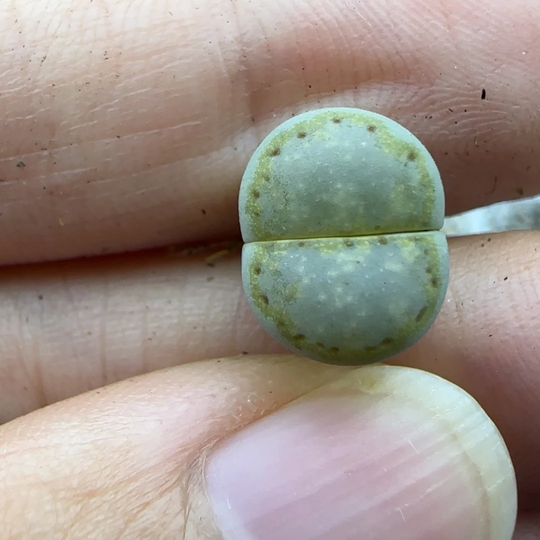 65二蜕饼干清框福利30包邮