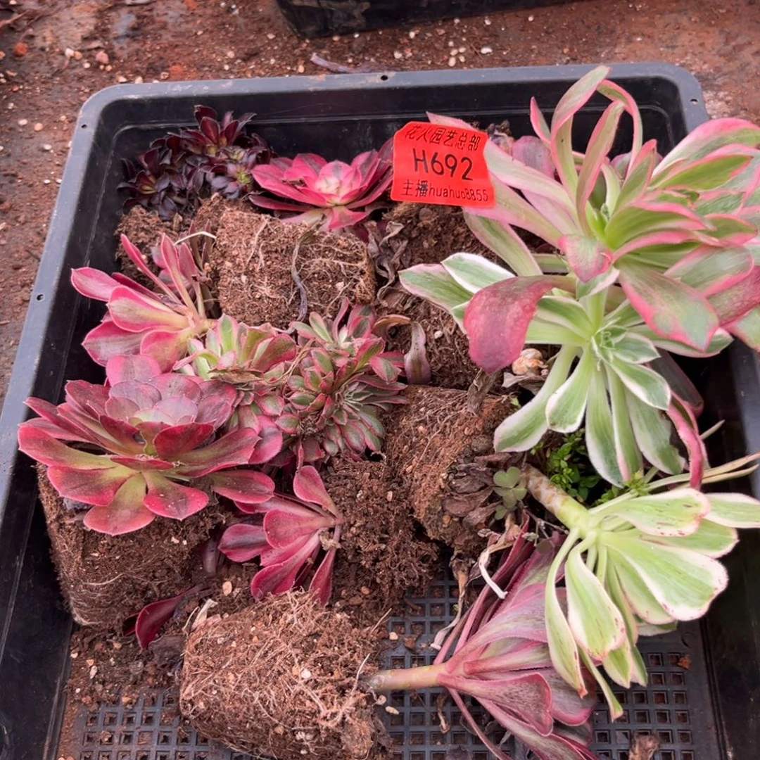 框拍692多肉植物法师