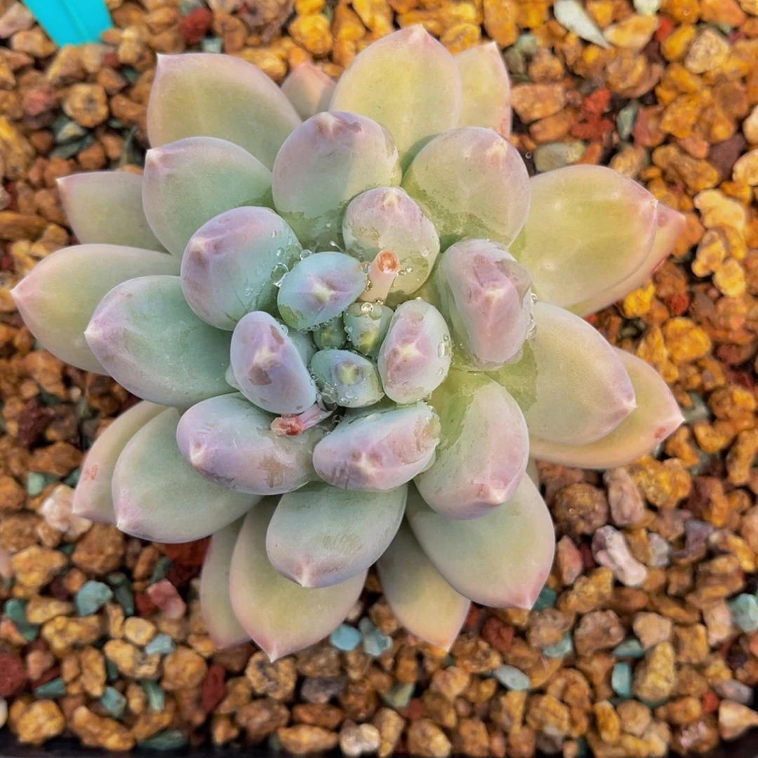 繁*9004号上午多肉植物群生多肉