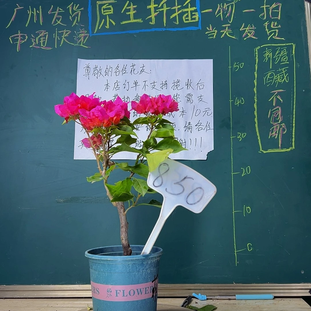 当前无花栽培后可以开花开播 比芭红 850