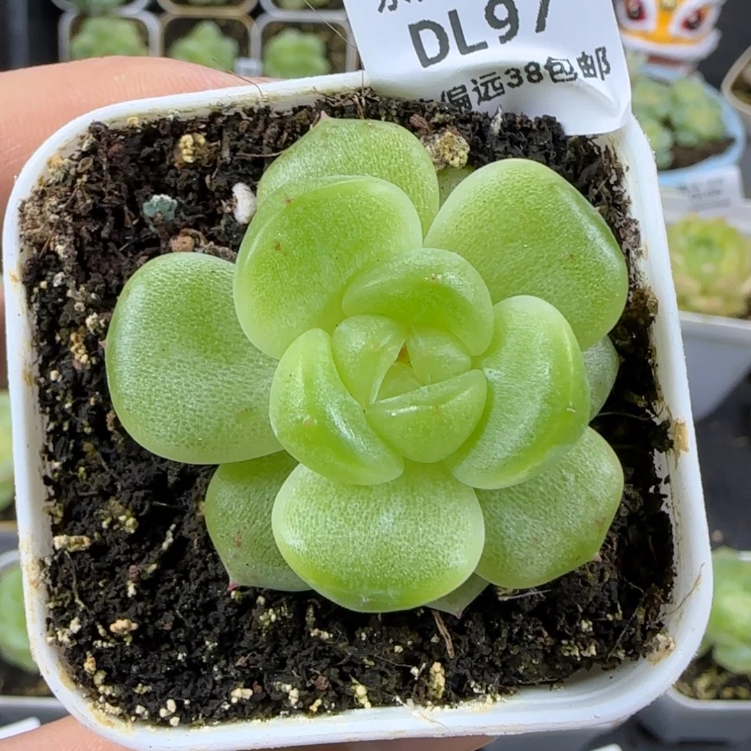 97东篱下多肉植物哈哈哈哈哈